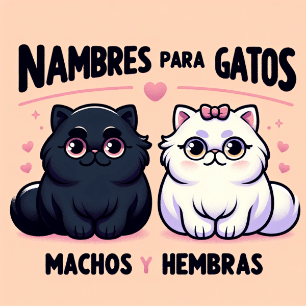 Nombres Nicos Para Gatos Persas Ideas Para Machos Y Hembras Gato